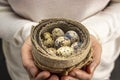 natural eco-friendly quail eggs in women& x27;s hands Royalty Free Stock Photo