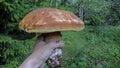 Natural edible mushrooms in the hands of man. An edible white mushroom