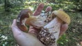 Natural edible mushrooms in the hands of man. An edible white mushroom