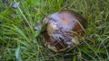 Natural edible mushrooms. An edible white mushroom