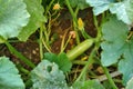 Natural edible zucchini, zucchini, fresh organic zucchini vegetable in the garden