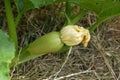 Natural edible zucchini, zucchini, fresh organic zucchini vegetable in the garden