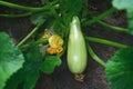 Natural edible zucchini grow in the garden