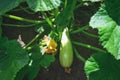 Natural edible zucchini grow in the garden