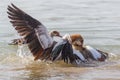 Egyptian nile geese alopochen aegyptiaca fighting in water