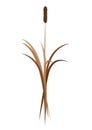 Natural element - Water Sedge Royalty Free Stock Photo