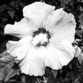 White Malve Blossom in Detail
