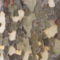 Natural environment background texture platan bark. Natural pattern Royalty Free Stock Photo