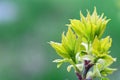 Natural environment blurred background. Fresh green tree leaves in early spring Royalty Free Stock Photo