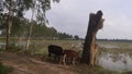 Natural environment at boruel village at kahalu upazila. Royalty Free Stock Photo