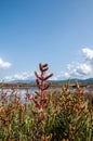 Natural environment. Coastal backdunal pond. Porto Botte. Sulcis region. Shrubs of glasswort in saline water. Royalty Free Stock Photo