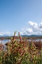 Natural environment. Coastal backdunal pond. Porto Botte. Sulcis region. Shrubs of glasswort in saline water. Royalty Free Stock Photo