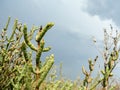 Natural environment. Coastal wetlands. Vegetation Royalty Free Stock Photo