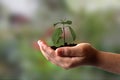 natural environment, earth day concept. Growing plant in Kids hands over green background Royalty Free Stock Photo