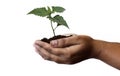 natural environment, earth day concept. Growing plant in Kids hands over white background Royalty Free Stock Photo