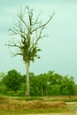 Forest environment nature beauty tree image with bird