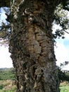 Natural environment. Mediterranean maquis. Quercus suber. Stem of cork oak tree still covered by the epidermal layer of cork