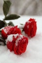 The natural environment. Snowfall. A snowy bouguet of bight red roses with green leaves lyhg on the snow closeup. Royalty Free Stock Photo