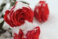 The natural environment. A snowy bight red roses with green leaves lyhg on the snow closeup. Royalty Free Stock Photo