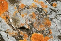 Natural environment, textured stone with bright yellow moss and lichen, close up background in nature. Royalty Free Stock Photo