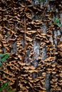 Mushroom Fungus Close Up Texture on Tree Bark Royalty Free Stock Photo