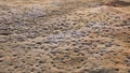 Natural Eroded Sandstone Pattern, Sydney, Australia