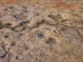 Natural Eroded Sandstone Pattern, Sydney, Australia