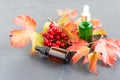 Natural essential oil of viburnum in bottles with a dropper on a black background, with a branch of autumn ripe viburnum Royalty Free Stock Photo