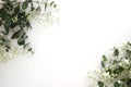 Natural eucalyptus and gypsophila plants on white background, copy space, flat lay Royalty Free Stock Photo