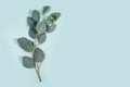 Natural eucalyptus leaves with water drops on mint pastel green background. A branch of eucalyptus, drops of water on the leaves. Royalty Free Stock Photo