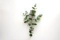 Natural eucalyptus live plant on white background, flat lay Royalty Free Stock Photo