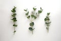 Natural eucalyptus live plant on white background, flat lay Royalty Free Stock Photo
