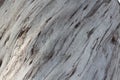 Natural Eucalyptus tree textured bark background in light pastel colors Royalty Free Stock Photo