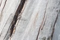 Natural Eucalyptus tree textured bark background in light pastel colors Royalty Free Stock Photo
