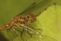 Extreme closeup on a female of the Common darter dragonfly, Sympetrum striolatum sitting on a green leaf