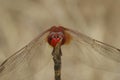 Facial closeup on a bright red male Common Scarlet-darter , Crocothemis erythraea sitting on a twig Royalty Free Stock Photo