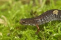 Natural facial closeup on a Four toed salamander, Hemidactylium scutatum sitting in green moss Royalty Free Stock Photo