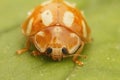 Facial closeup on an orange ladybird, Halyzia sedecimguttata, sitting on a leaf on a leaf Royalty Free Stock Photo
