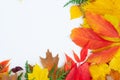 Natural fall leaves background Royalty Free Stock Photo
