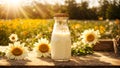 Natural farm cow\'s milk glass bottle , outdoors, flowers protein dairy product raw morning Royalty Free Stock Photo