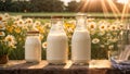 Natural farm cow\'s milk glass bottle , outdoors, flowers organic meadow Royalty Free Stock Photo
