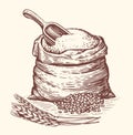 Sack or burlap bag with wholemeal bread flour, barley grains, wooden scoop and ears of wheat. Natural farm food sketch Royalty Free Stock Photo