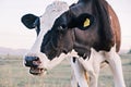Natural or farm milk. Close-up of the muzzle of a cow chewing on a grass grazing in a meadow or field, looking at the Royalty Free Stock Photo