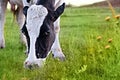 Natural or farm milk. Close-up of the muzzle of a cow chewing on a grass grazing in a meadow or field, looking at the Royalty Free Stock Photo