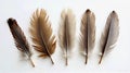 Natural Feather Collection with Warm Tones Royalty Free Stock Photo