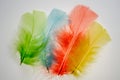 Natural feathers of birds, various types, rich colors Royalty Free Stock Photo