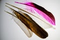 Natural feathers of birds, various types, rich colors