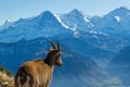 natural female alpine ibex capricorn looking at Eiger, Monch, Jungfrau in bernese alps Royalty Free Stock Photo