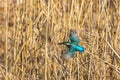 Female kingfisher alcedo atthis in flight with spread wings