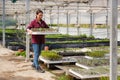 Natural female worker in nursery greenhouse on organic farm